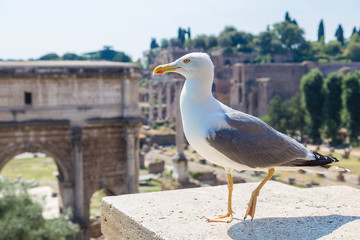 Seagull and ruins of Forum  in  Rome