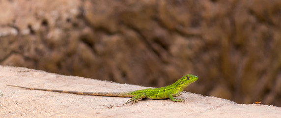 Lizard