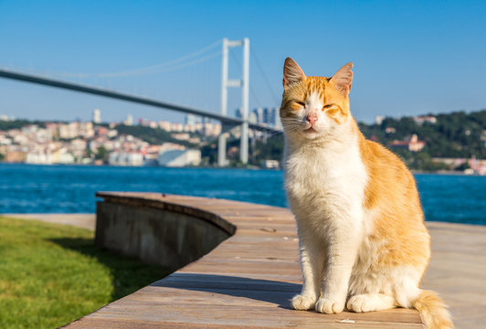 Cat and Bosporus bridge in Istanbul