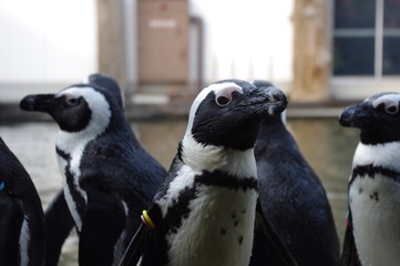 Obraz premium ケープペンギン