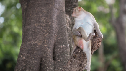  Monkey on the tree