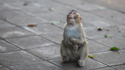 Naklejka premium Monkey Relax