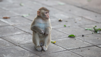  Monkey Relax