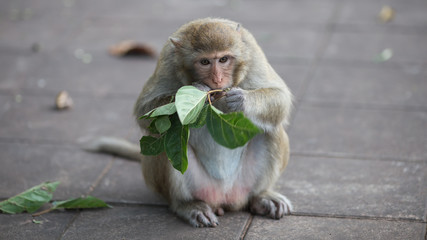  Monkey eating leaves