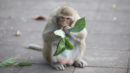 Obraz premium Monkey eating leaves