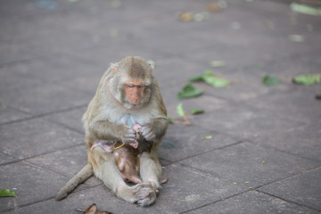  Monkey Monkey with Monkey baby