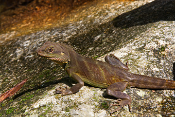 A green iguana standing/This arboreal lizard is also known as common iguana.