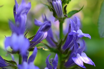 FLOWERS FROM THE GARDEN