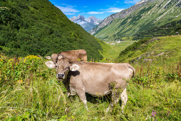 Cows grazing in Alps