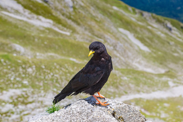 Alpine Choughs