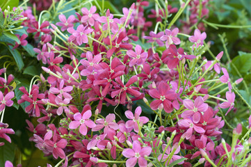 Fototapeta premium シクンシ（使君子）の花