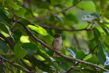 sparrow