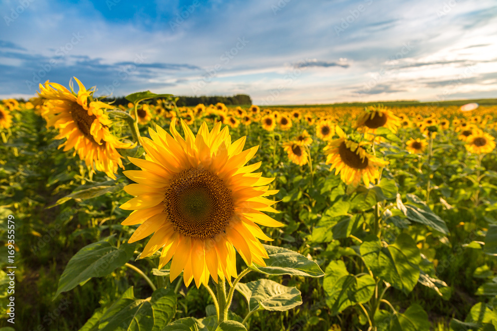 Canvas Prints field of blooming sunflowers