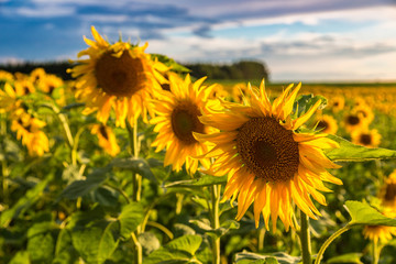 Fototapeta premium Field of blooming sunflowers