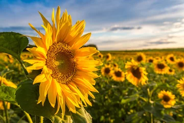 Foto op Plexiglas Bloemen Veld met bloeiende zonnebloemen