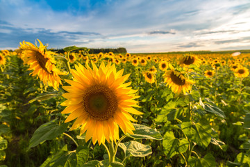 Field of blooming sunflowers © Sergii Figurnyi