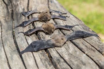 Group of bat