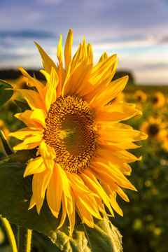 Field of blooming sunflowers