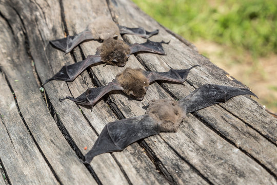 Group of bat
