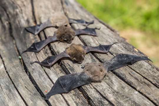 Group of bat