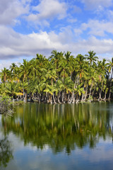 Fototapeta na wymiar A group of palms lying on the banks of the pond - Big Island of Hawaii -