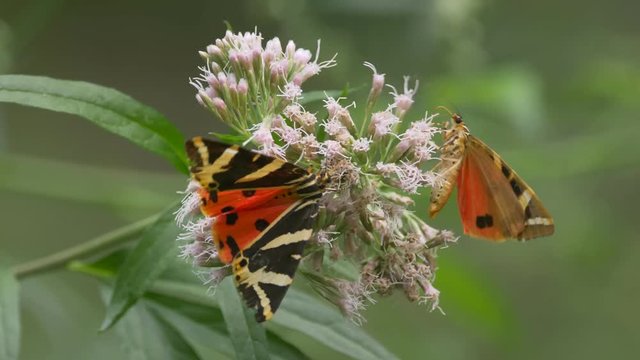 Jersey tiger 