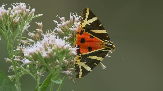 Jersey tiger (Euplagia quadripunctaria)