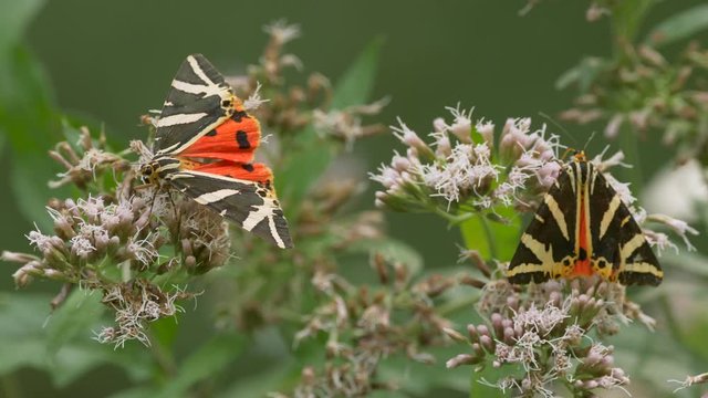 Jersey tiger 