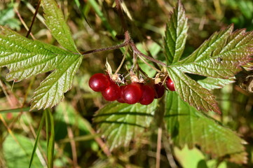 Red berries on a stone bramble Rubus saxatilis plant