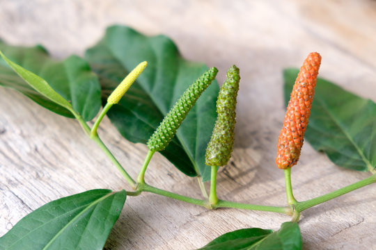 Long pepper or Piper longum on wooden table