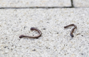 Dead earthworm on the dry floor,  outdoor.
