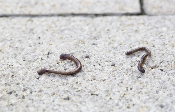 Dead earthworm on the dry floor,  outdoor.