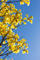 Golden Trumpet Tree Blossomming in Brasilia