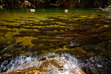 Mahseer Barb fish at Pliew Waterfall national park in Chanthaburi Thailand.