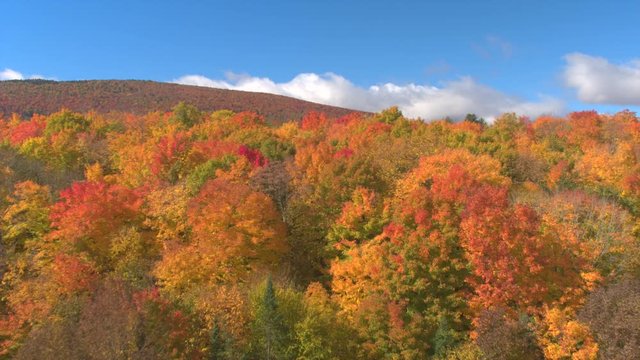 AERIAL: Flying above the stunning colorful treetops with turning leaves on sunny day. Beautiful autumn trees in yellow, orange and red forest on sunny autumn day. Fall foliage in autumn forest