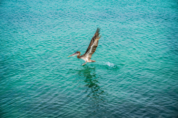 Isolated Pelican Flying. Pelican Silhouette Wings Above Blue Sea. Crossing Crystal Ocean. Blue Sky Bird. Isolated Wallpaper. Flying White Pelican. Blue Tropical Landscape. Brown Pelican Background