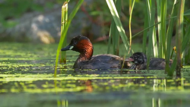 Little grebe (Tachybaptus ruficollis) in pond vegetation 