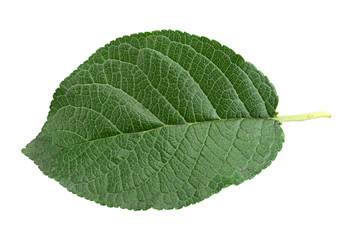 Closup plum leaf on white