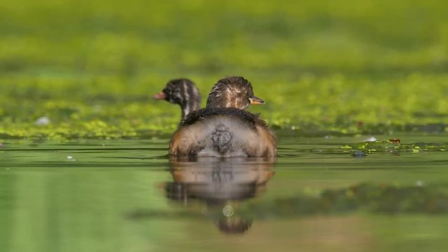 Little grebe (Tachybaptus ruficollis) in pond vegetation 