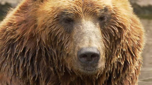 Kamchatka brown bear - ungraded footage