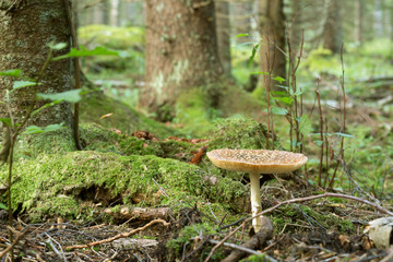 Royal fly agaric, Amanita regalis growing in natural fir forest