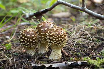 Royal fly agaric, Amanita regalis
