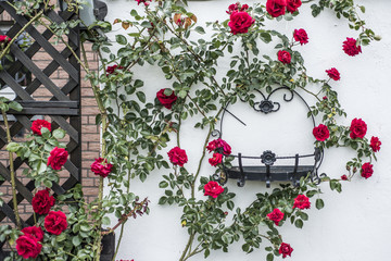 beautiful blossoming rose bush climbing white wall surrounding black metal frame