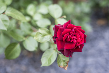 Romantic valentine love Detail closeup red roses in the garden
