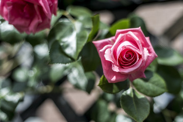Romantic floral frame background Valentines day background Pink roses wooden background in the garden