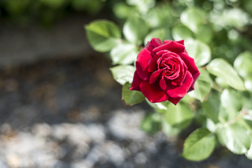 Romantic valentine love Detail closeup red roses in the garden