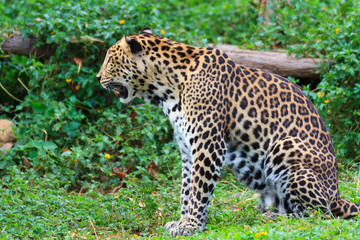A beautiful jaguar tiger.