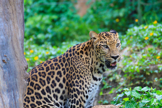A beautiful jaguar tiger.
