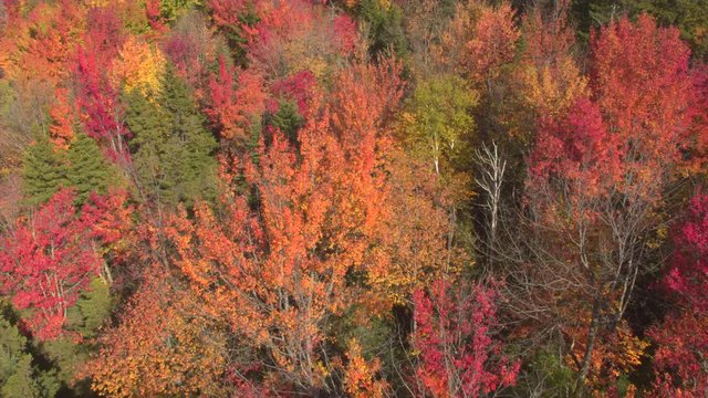 AERIAL TOP DOWN: Flying above a stunning colorful treetops with turning leaves on sunny day. Beautiful autumn trees in yellow, orange and red forest on sunny autumn day. Fall foliage in autumn forest