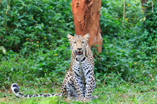 A beautiful jaguar tiger.